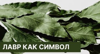 Лавр как символ и знак