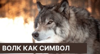 Волк как символ и знак