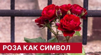 Роза как символ и знак